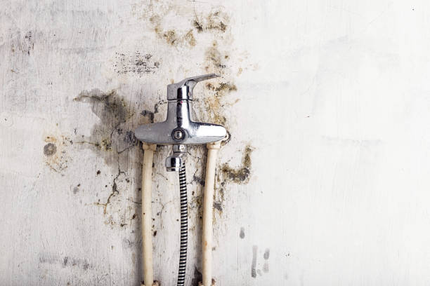 Best Certified Mold Removal  in Weidman, MI
