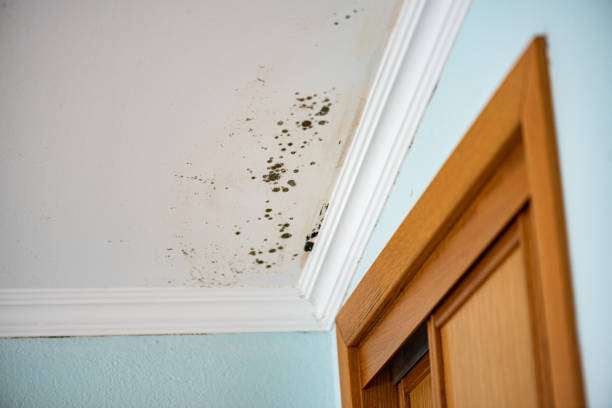 Best Mold Removal Near Me  in Weidman, MI