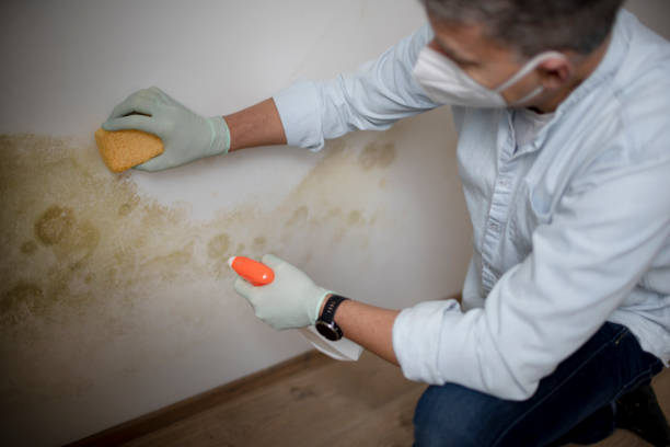 Best Mold Testing  in Weidman, MI