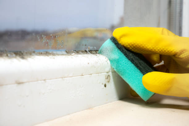 Best Commercial Mold Removal  in Weidman, MI