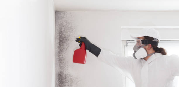Best Water Damage Restoration  in Weidman, MI