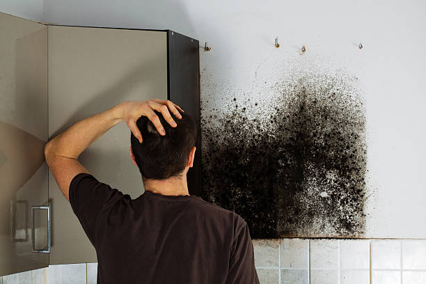 Best Mold Cleaning Services  in Weidman, MI
